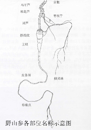 野山参个部位名称示意图(资料图)