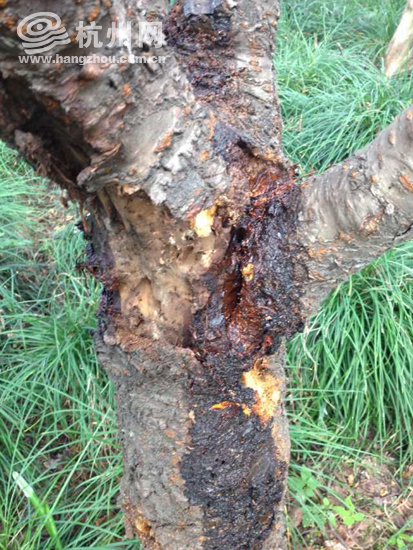 树木被天牛蛀出伤口以后,细菌就会从伤口侵蚀树木,树木就很容易患上流
