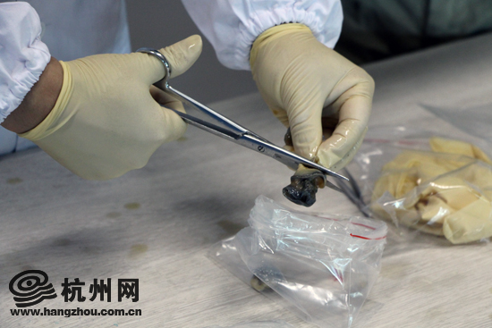 检验人员把螺蛳的头部和尾部进行分离，分开检验重金属含量。