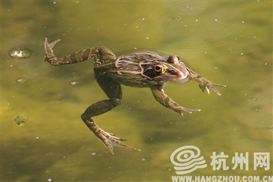 新物业花大力气恢复了景观水池 却没想到引来蛙声一片……