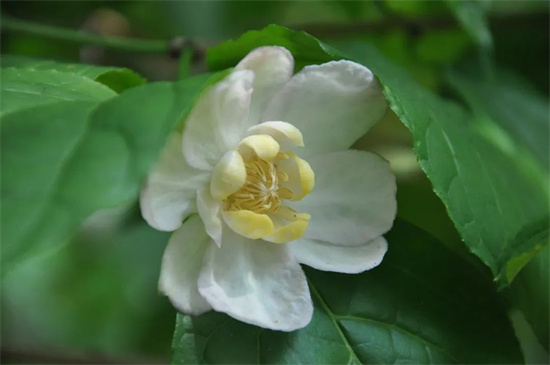 夏天也可以赏梅花杭州植物园内的夏腊梅开啦