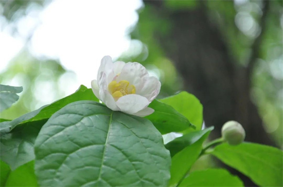 夏天也可以赏梅花杭州植物园内的夏腊梅开啦