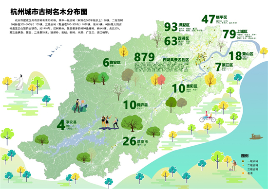 开启古树探寻之旅 杭州首批古树CITYWALK线路图发布