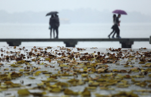 昨天一场风雨过后 今起回到微冷深秋