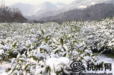 瑞雪兆龙井茶 今年龙井茶质量会更好