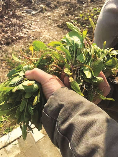 一把自己种的青菜 也是情人节礼物？